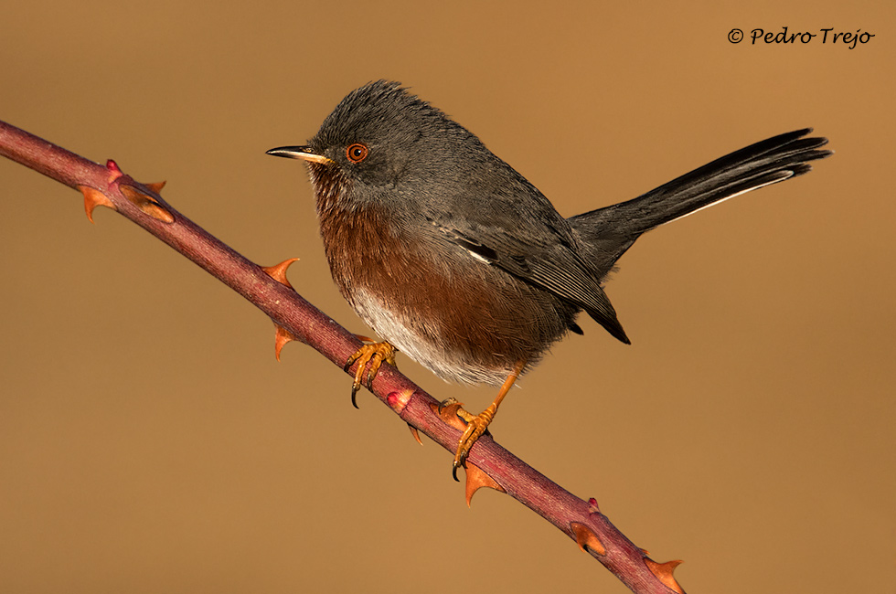 Curruca rabilarga (Sylvia undata)